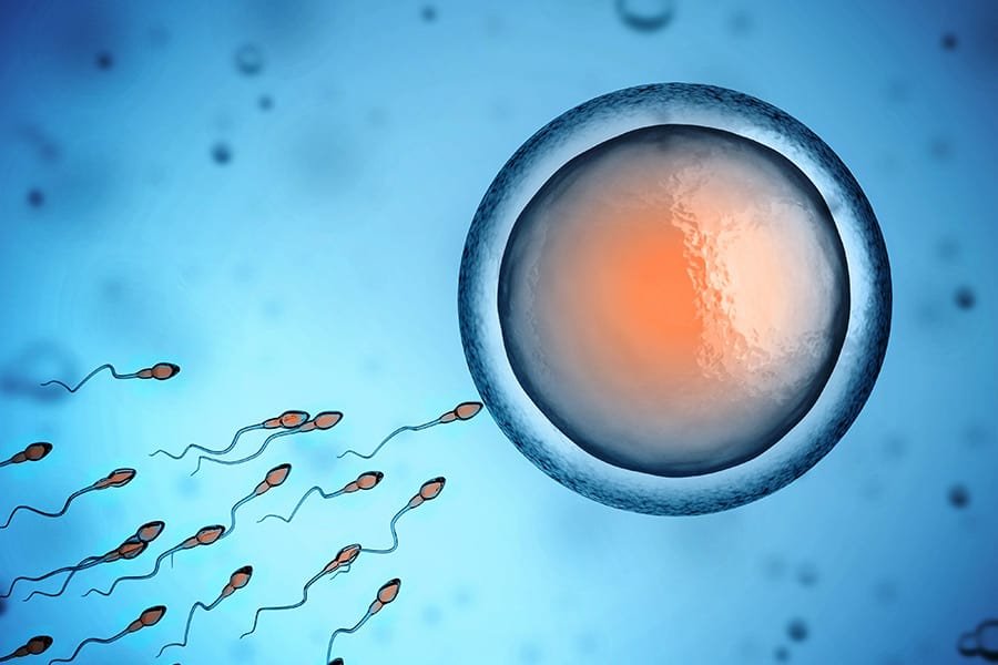 сперматозоиды и яйцеклетка